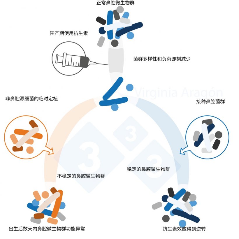 图 1. 围产期抗生素使用减少了鼻腔微生物群载量,降低了微生物群多样性和构成。当使用抗生素处理了母猪,其产下的仔猪会经受更长时间的微生物群异常。鼻腔菌群接种可逆转这一效应。 