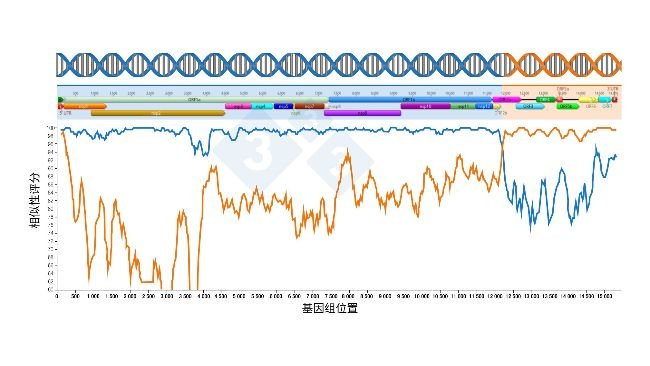 图1: 产生新病毒的重组事件的示意图。两条线交叉点前后的区域表示从两种亲本病毒中获得的基因组。基因组区域显示在顶部。