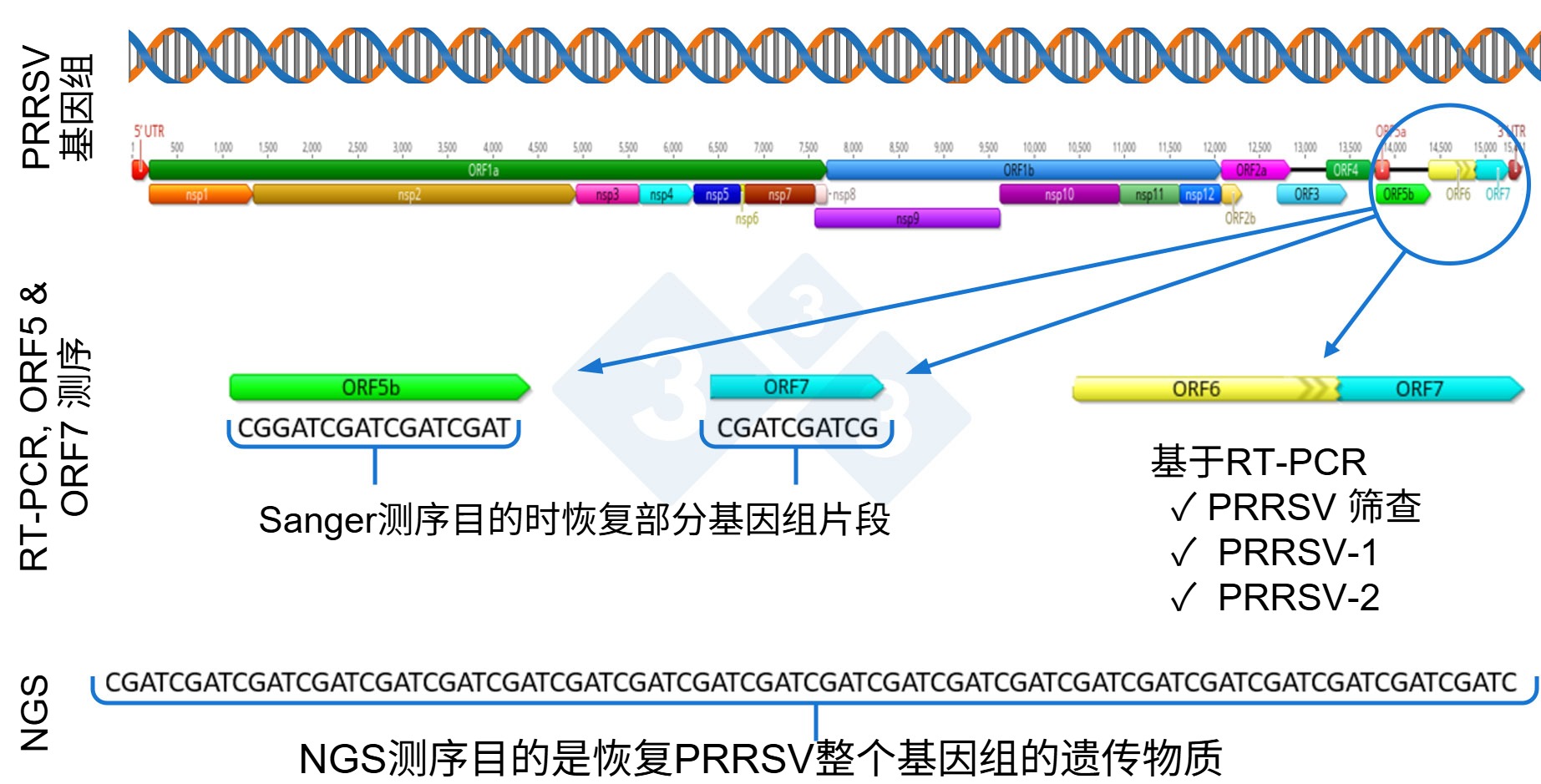 <p>图 1: PRRSV全基因组(GenBank U87392)和不同诊断检测靶区的示意图。在美国,针对减毒活病毒(MLV)疫苗样病毒的RT-PCR检测通常靶向nsp2区域,Sanger测序中阻断MLV疫苗病毒扩增的CLAMP测序技术靶向ORF5基因。 </p>