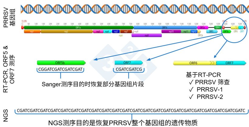 图 1: PRRSV全基因组（GenBank U87392）和不同诊断检测靶区的示意图。在美国，针对减毒活病毒（MLV）疫苗样病毒的RT-PCR检测通常靶向nsp2区域，Sanger测序中阻断MLV疫苗病毒扩增的CLAMP测序技术靶向ORF5基因。&nbsp;
