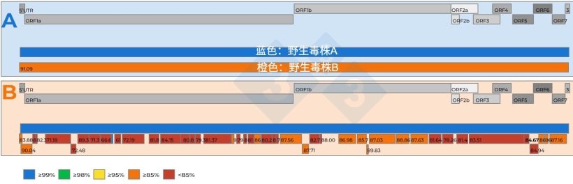 图 2: A)&nbsp;从15：1血清混样（Ct值为18.4）中恢复的两个完整PRRSV基因组序列的比较示意图。一种病毒被设定为参考毒株（蓝色）。病毒间核苷酸相似性由红色框内的数字表示。B)从5：1血清混样（Ct值为19.5）中恢复的两个完整PRRSV基因组序列的比较示意图。一种病毒被设定为参考毒株（蓝色）。从第二种病毒中回收的基因组片段之间的核苷酸相似性水平用颜色编码，也用红色方框中的数字表示。PRRSV基因组基因在A组和B组的顶部都有表示。PRRSV全基因组序列中存在的单个ORF片段在A和B组顶部都有表示。
