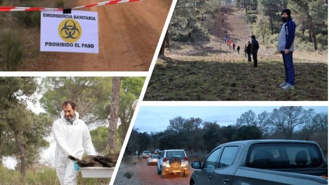 ‍图 2. 野猪非洲猪瘟模拟演练