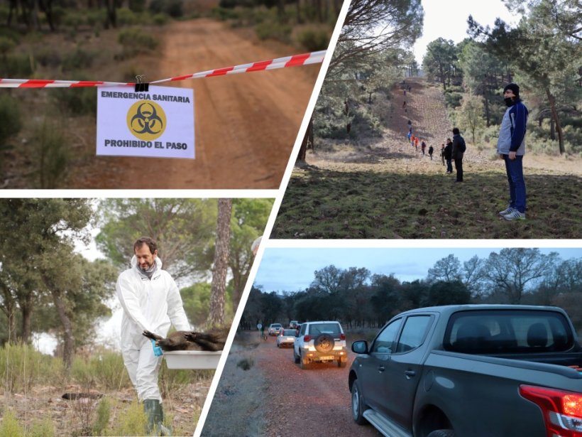 &zwj;图 2. 野猪非洲猪瘟模拟演练
