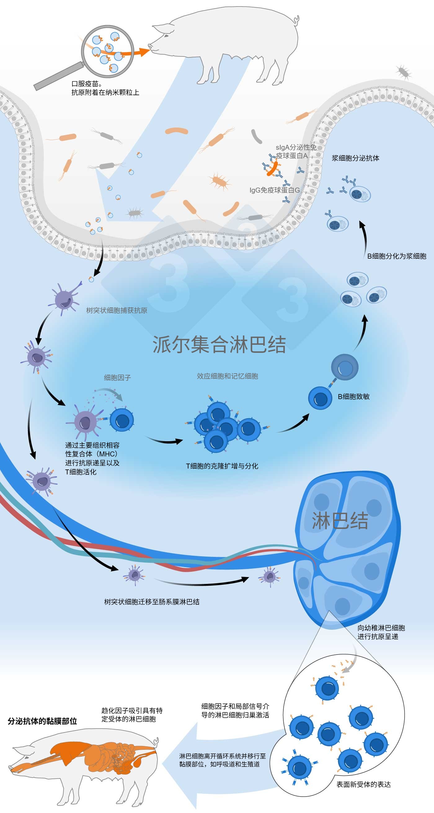 <p>口服疫苗激活共同黏膜免疫系统的示意图</p>
