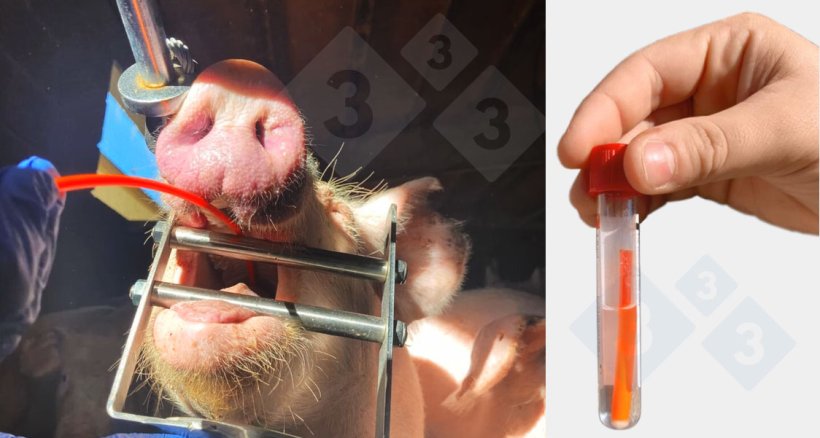 &zwj;气管支气管刮取物样本的采集。
