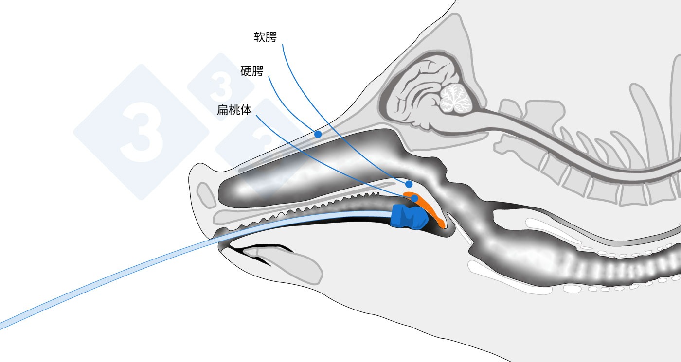 <p>标注采样区域的解剖图。</p>
