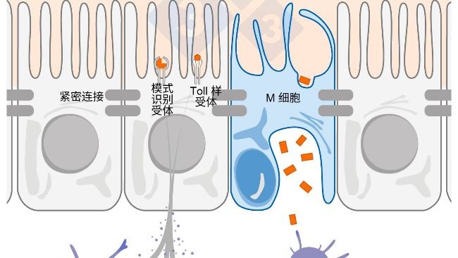 ‍图 1. 展示肠道免疫细胞应对外部威胁作用机制的示意图。