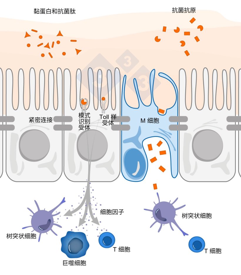 &zwj;图 1. 展示肠道免疫细胞应对外部威胁作用机制的示意图。
