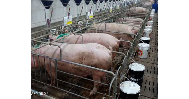 Photo 2. Evaluation of urine excretion for Ca and P control