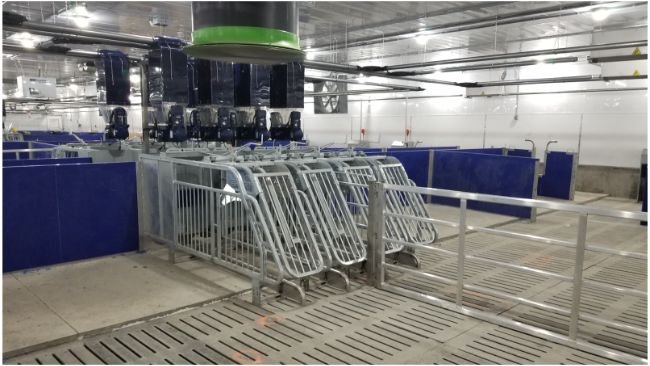 图片1. 配备4条料线且每个饲喂器带有多个料斗的妊娠期精准电子饲喂站