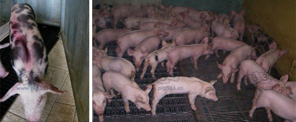 Anorexic and lethargic piglets seen during the visit