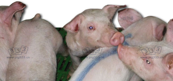 Group of piglets with necroses on the tip of the ears.