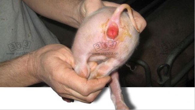 Typical vulvar reddening caused by zearalenone during lactation and very obvious diarrhoea caused by coliforms