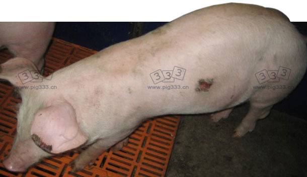 Piglet with necroses on the tip of the ears and on the skin on the flank (which is a typical location in cases of staphylococcal infections) in process of healing