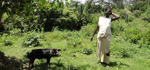 Free range pig tethered to a tree to avoid damage to nearby crops in Homa Bay, Kenia