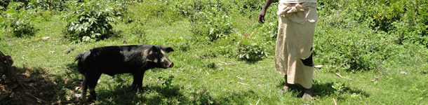 Free range pig tethered to a tree to avoid damage to nearby crops in Homa Bay, Kenia