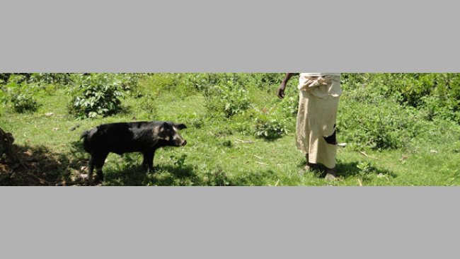 Free range pig tethered to a tree to avoid damage to nearby crops in Homa Bay, Kenia