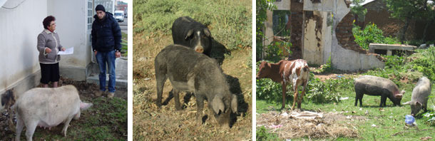 Pigs scavenging within a city