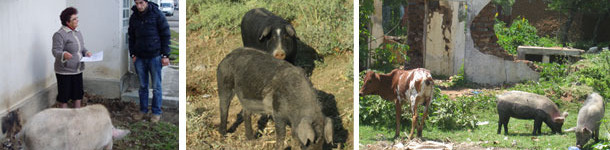 Pigs scavenging within a city