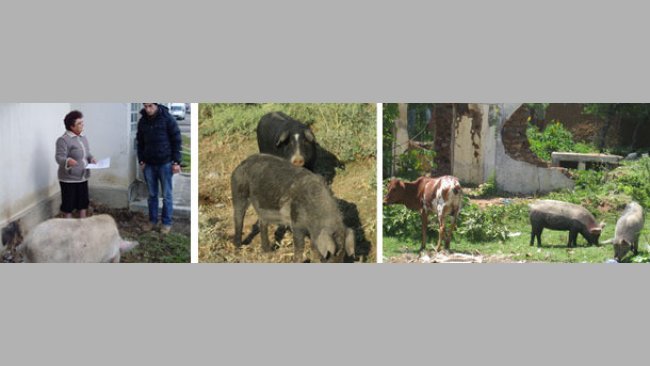 Pigs scavenging within a city