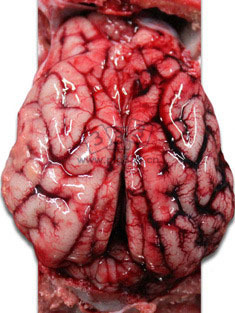 仔猪脑组织，可见右大脑半球静脉充血
