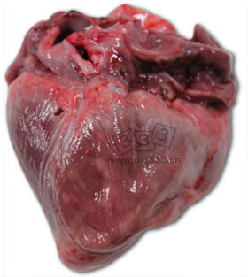 死于40日龄仔猪的心脏。可见右心室极度扩大，多灶性坏死（白斑）和心外膜脂肪组织凝胶状萎缩