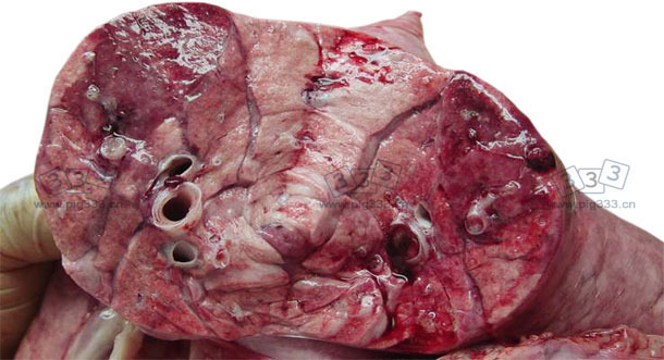 Lung cross-section