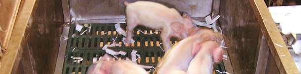 Trolley with a slat bottom for the handling of piglets