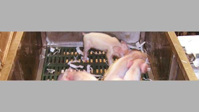 Trolley with a slat bottom for the handling of piglets