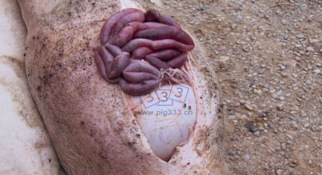 患胃溃疡猪的尸体剖检