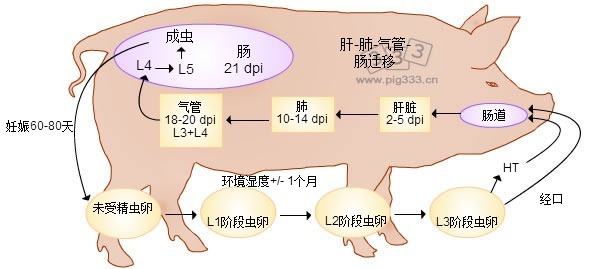 猪蛔虫生长周期