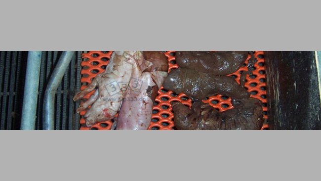 大量的流产胎儿明显木乃伊化,且已死在子宫内一段时间。