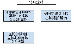 小母猪适应环境流程