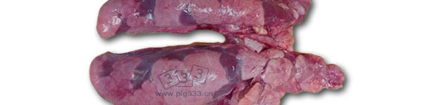 尸检的10周龄大的仔猪肺部