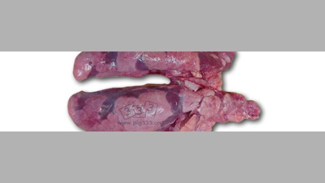 尸检的10周龄大的仔猪肺部