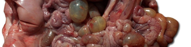 感染保育猪尸检,可见小肠和大肠的肠袢