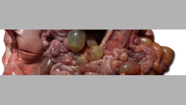 感染保育猪尸检，可见小肠和大肠的肠袢