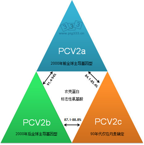 主要的PCV2基因类型以及他们基于衣壳基因的关系