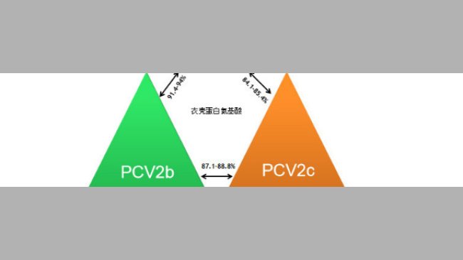 主要的PCV2基因类型以及他们基于衣壳基因的关系