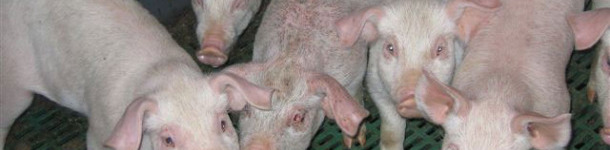 急性全身性渗出性皮炎