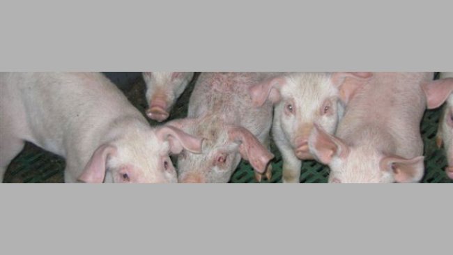 急性全身性渗出性皮炎