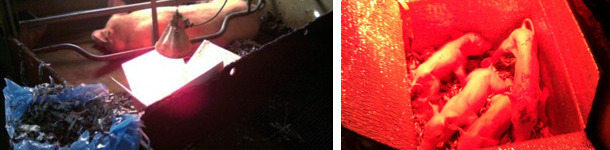 Piglets inside the hyperthermal box