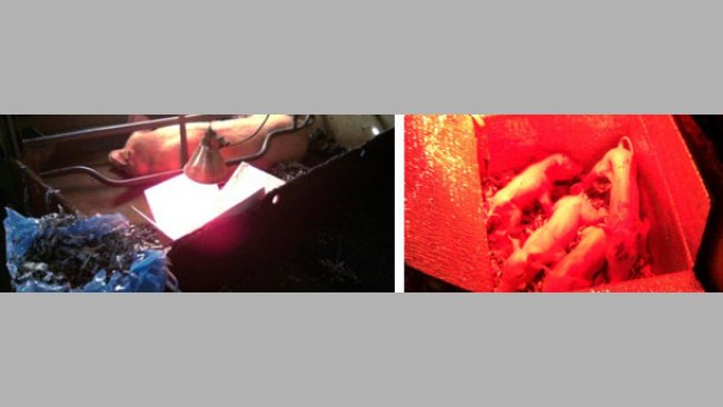 Piglets inside the hyperthermal box
