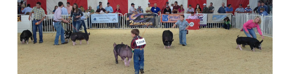 世界种猪博览会 - 猪猪秀