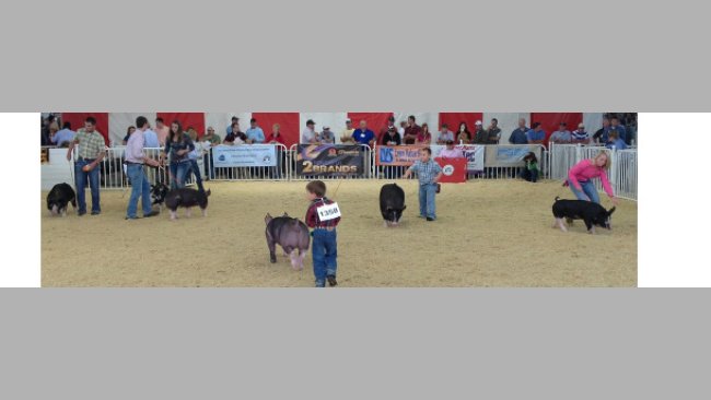 世界种猪博览会 - 猪猪秀