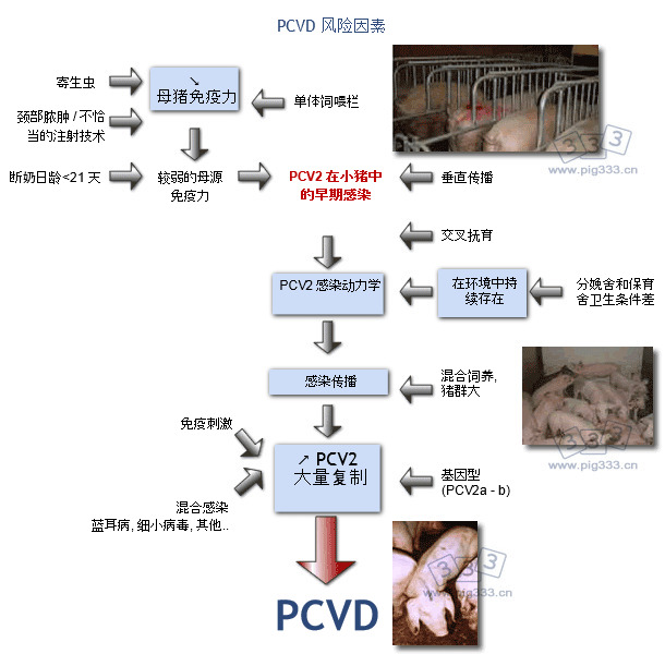PCVD 风险因素示意图