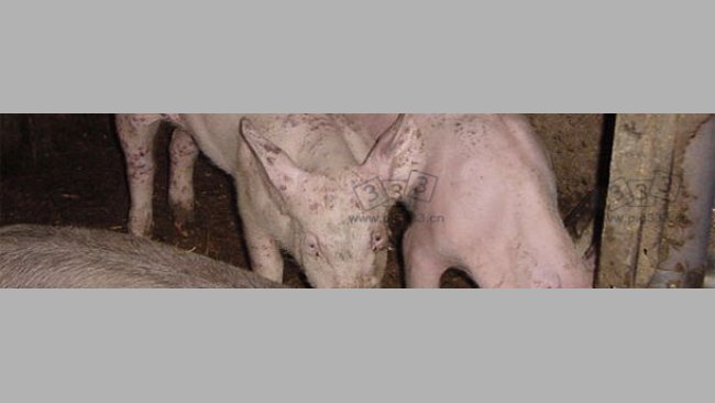 断奶仔猪感染多系统衰竭综合征（PMWS）和猪皮炎肾病综合征（PDNS）