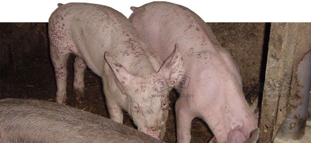 断奶仔猪感染多系统衰竭综合症（PMWS）和猪皮炎肾病综合症（PDNS）
