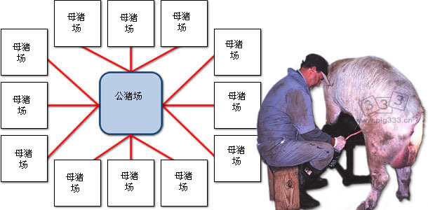 PCV2从种公猪传播到商品母猪场案列