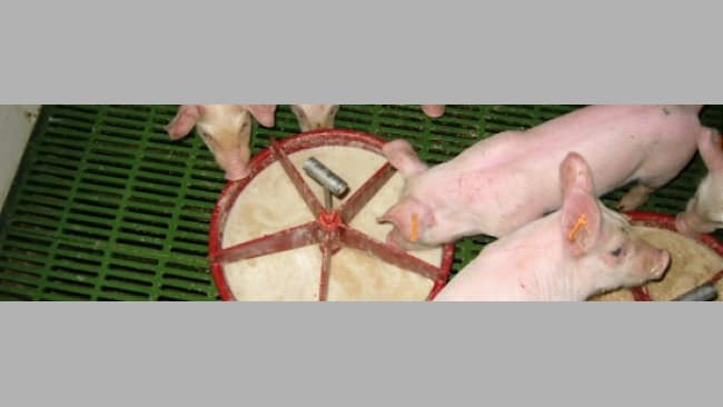 浆状饲料的准备